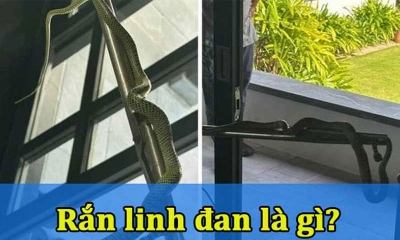 Rắn linh đan có độc không? Cần làm gì khi bị rắn này cắn?