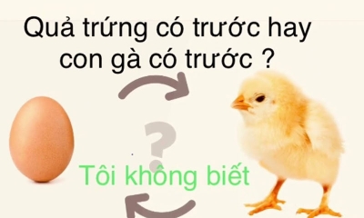 Con gà có trước hay quả trứng có trước, trả lời chính xác nhất