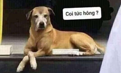 999+ ảnh bất lực meme được yêu thích nhất hiện nay