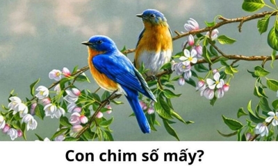 Con chim số mấy? Ý nghĩa và số lô cho giấc mơ con chim