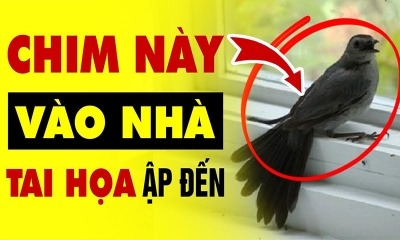 Chim bay vào nhà là điềm tốt hay xấu, đánh số mấy?